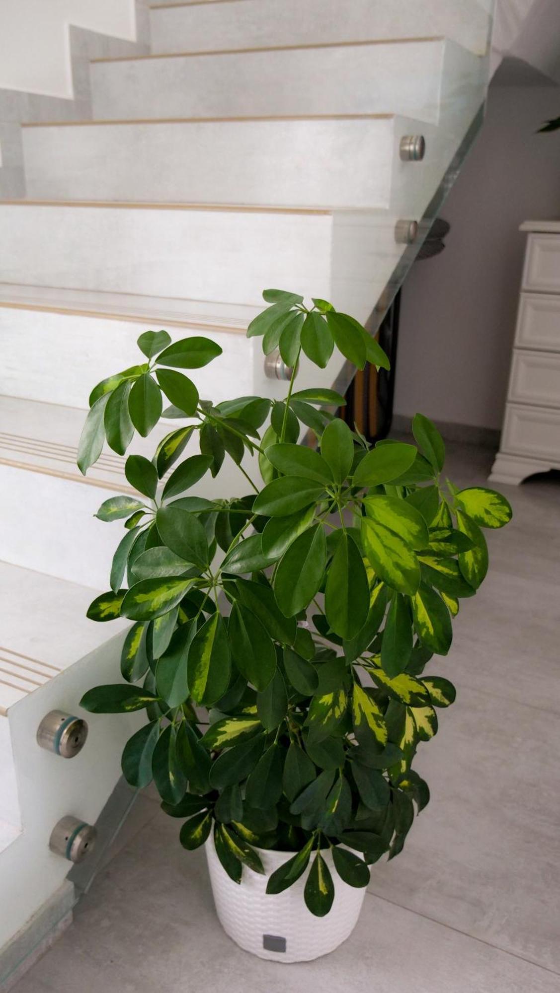 Casa Ambientt Ξενοδοχείο Curtea de Argeş Εξωτερικό φωτογραφία